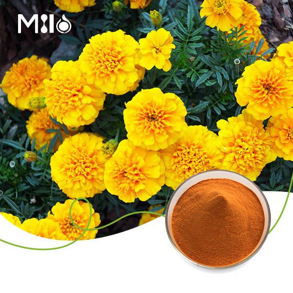 Lutein Extract Powder