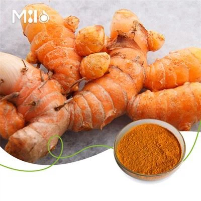 Порошок экстракта куркумина